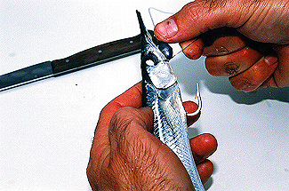 Photo of the rigging wire being placed between the gill plates and into the eye socket and out the side of the socket