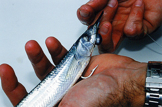 Photo showing the position of the chin weight between the gill plates and the wrapped rigging wire placed two or three times through the eye sockets and around the gill plates, behind the chin weight